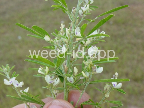 lespedeza, sericea